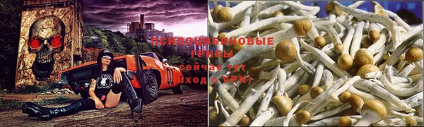 PSILOCYBIN Шадринск